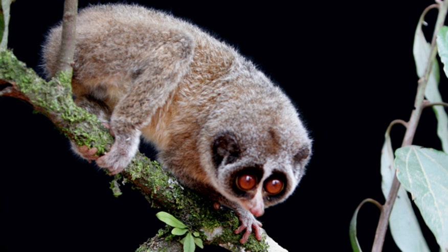 Slow Loris Found in Sri Lanka